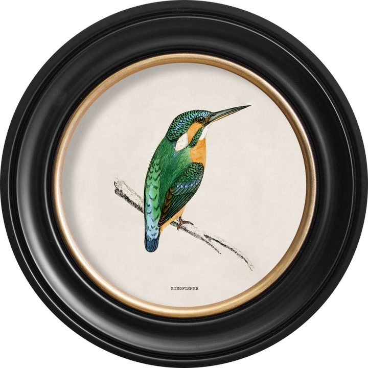 c.1870 Kingfisher and Bee Eater - TheArtistsQuarter