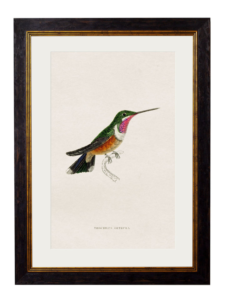 c.1833 Hummingbirds - TheArtistsQuarter