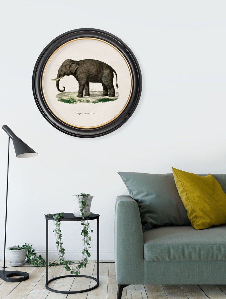 C.1846 INDIAN ELEPHANT - ROUND FRAME - TheArtistsQuarter