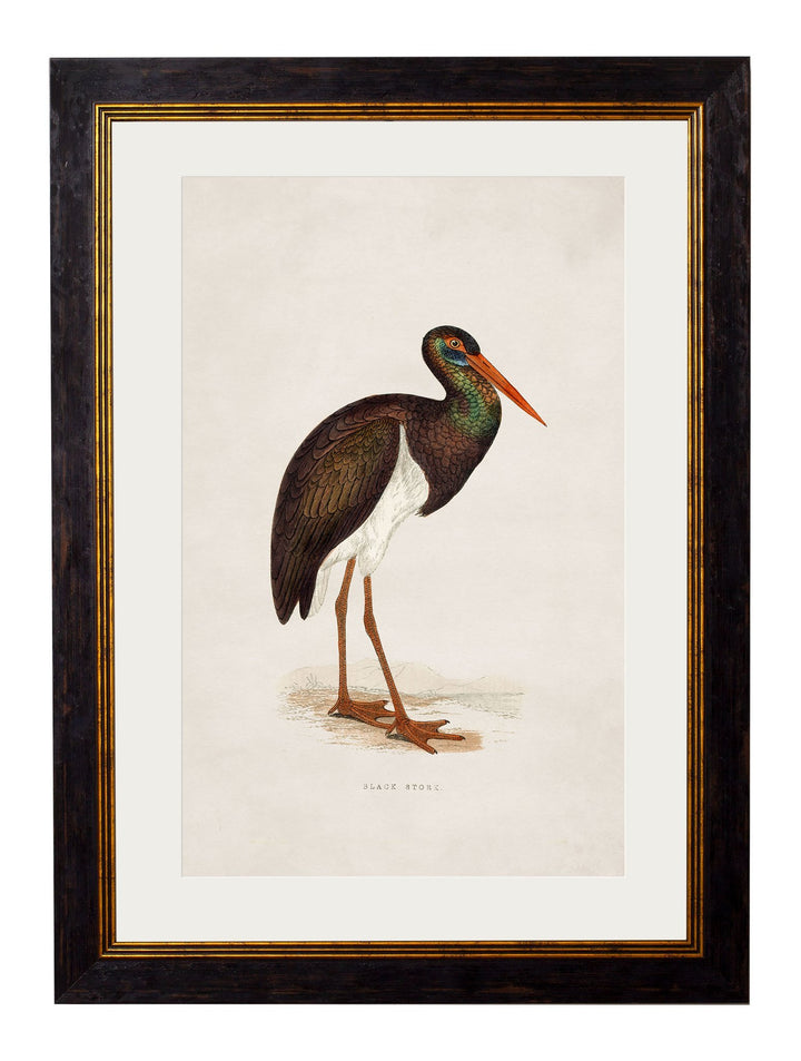 c.1850's British Wading Birds - TheArtistsQuarter