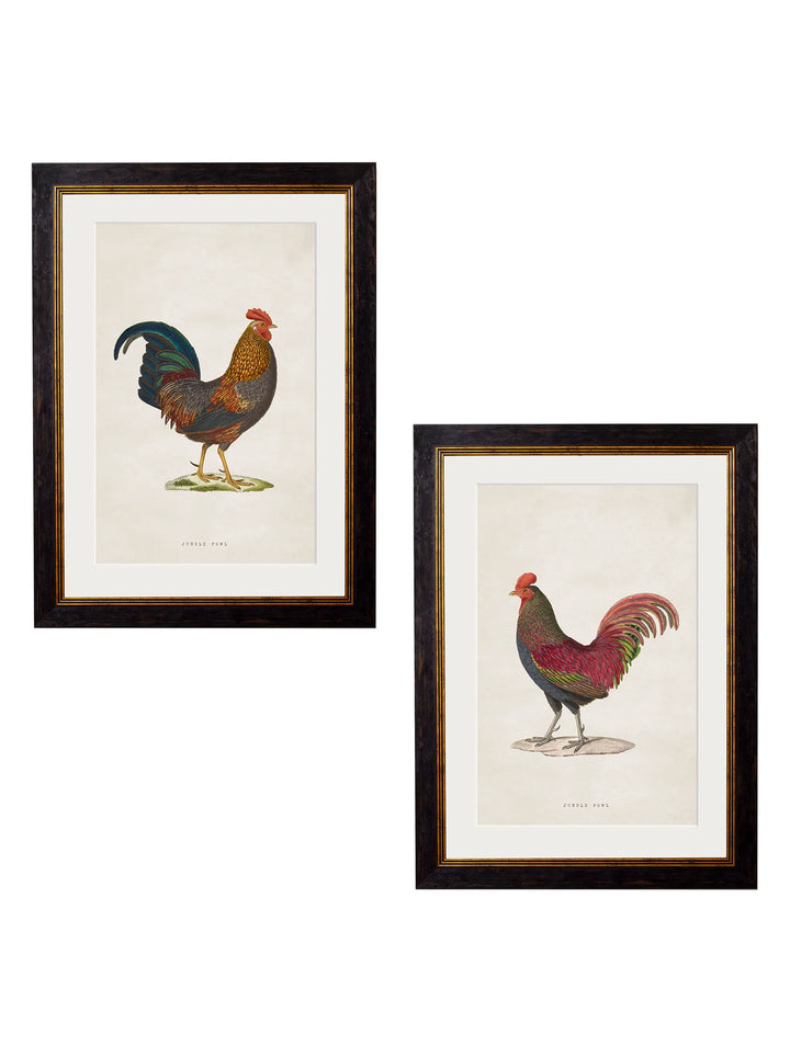 c.1838 Junglefowl - TheArtistsQuarter