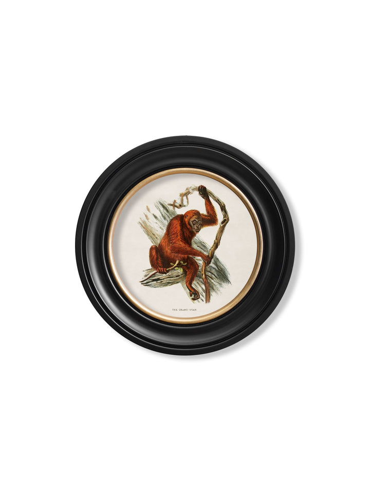 c.1910 Collection of Primates in Round Frames - TheArtistsQuarter