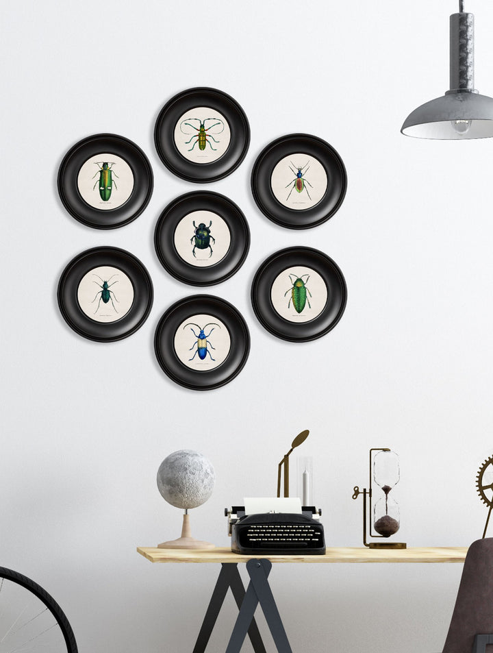 C.1835 Collection Of Beetles In Mini Round Frames - TheArtistsQuarter