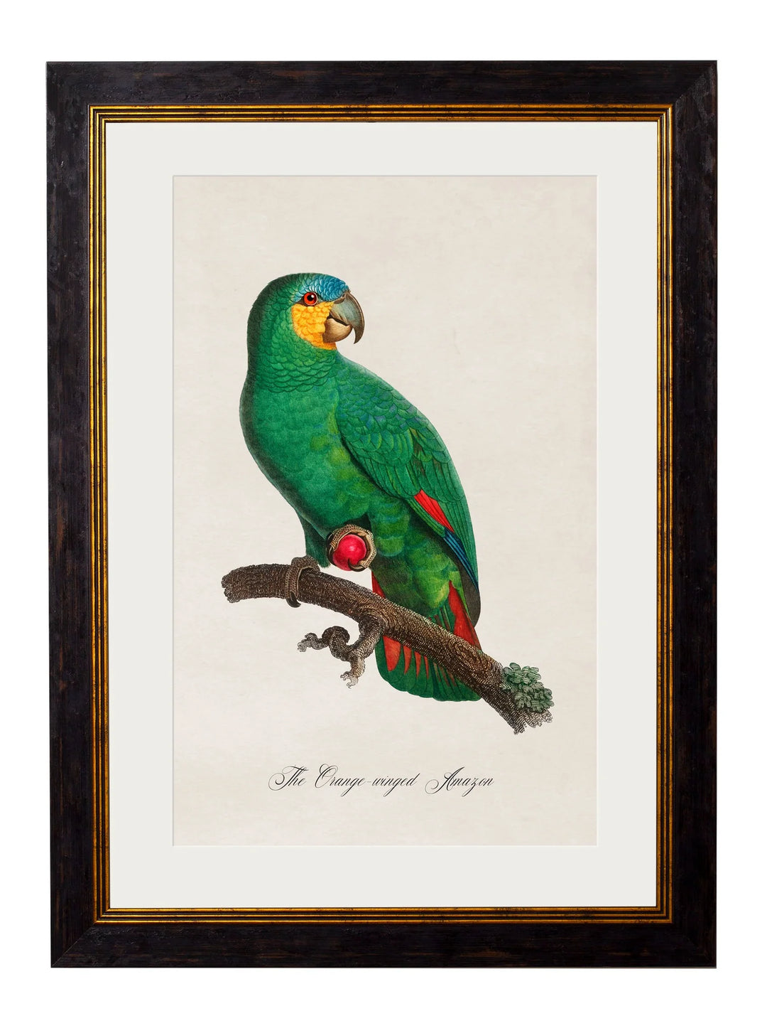 C.1800's Collection of Parrots Cancelled Order - TheArtistsQuarter