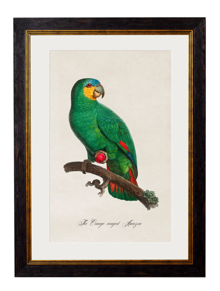 C.1800's Collection of Parrots - TheArtistsQuarter