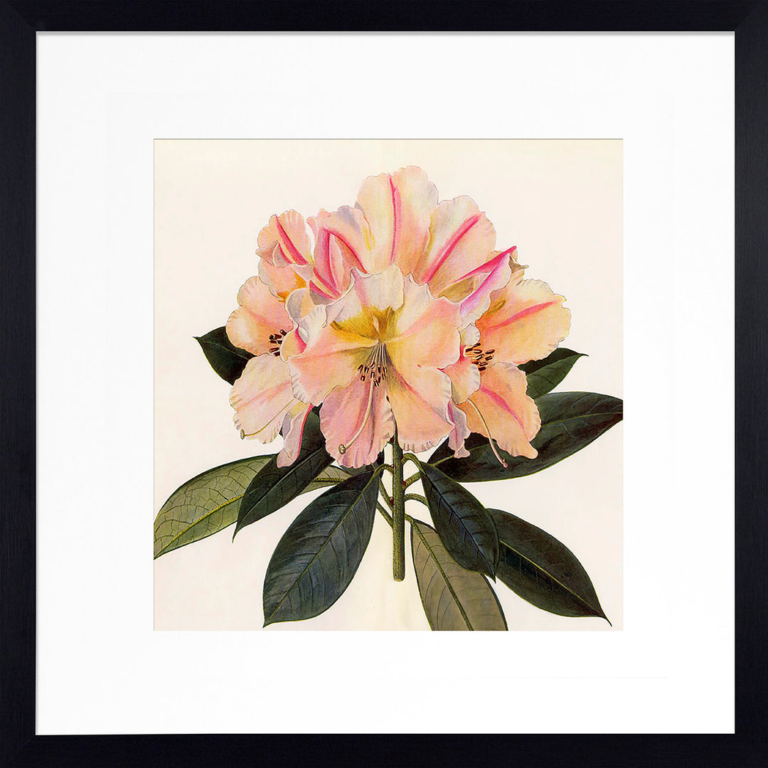 Pink Botanical II (Black Frame) by Livi Finn - TheArtistsQuarter