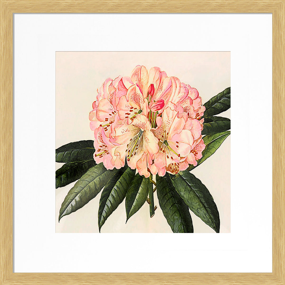 Pink Botanical I (Oak Frame) by Livi Finn - TheArtistsQuarter