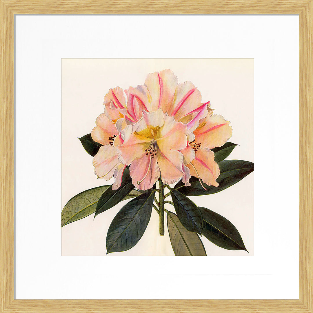 Pink Botanical II (Oak Frame) by Livi Finn - TheArtistsQuarter