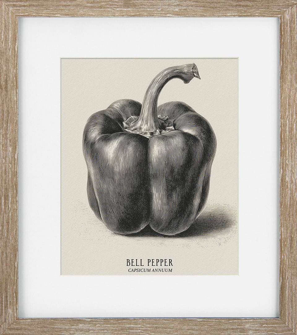 Vintage Veg Illustration II by None - TheArtistsQuarter
