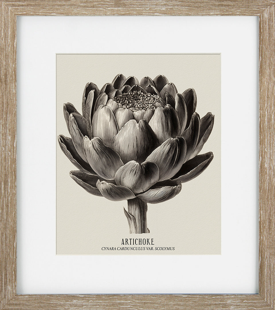 Vintage Veg Illustration V by None - TheArtistsQuarter