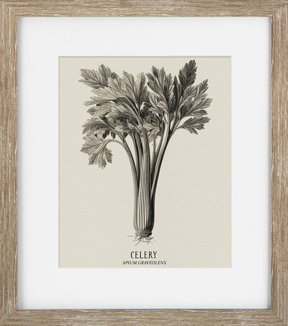 Vintage Veg Illustration VI by None - TheArtistsQuarter
