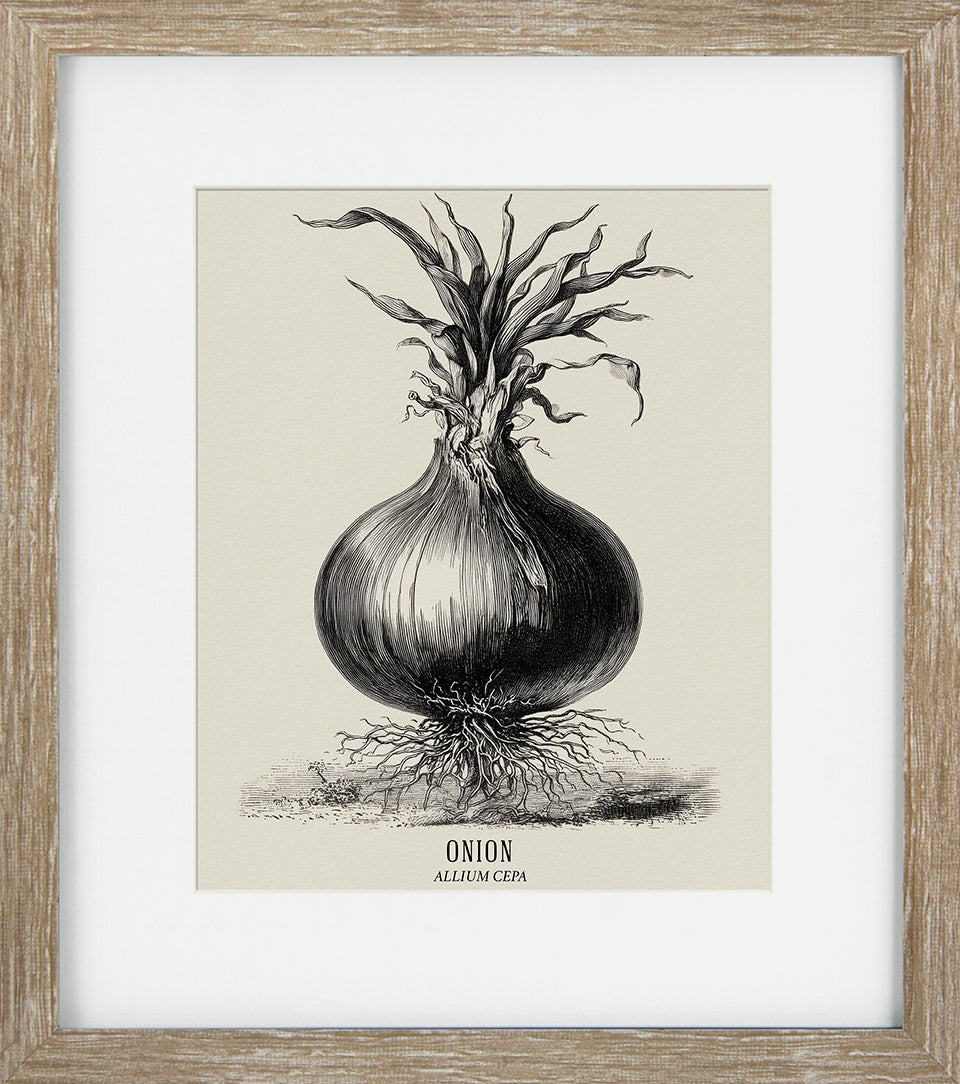 Vintage Veg Illustration VIII by None - TheArtistsQuarter