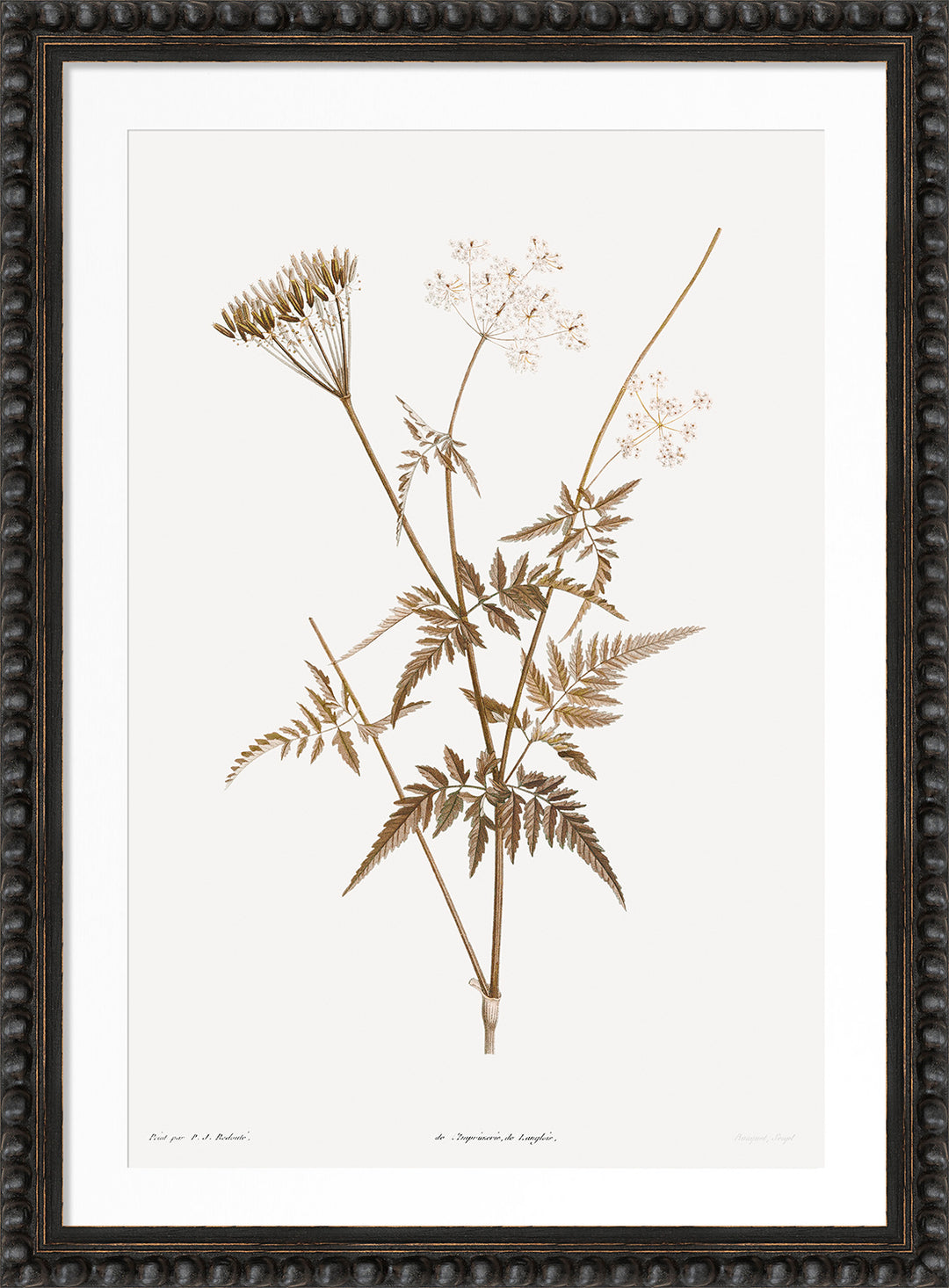 Neutral Botany I by Camelot Pictures framed neutral botanical artwork