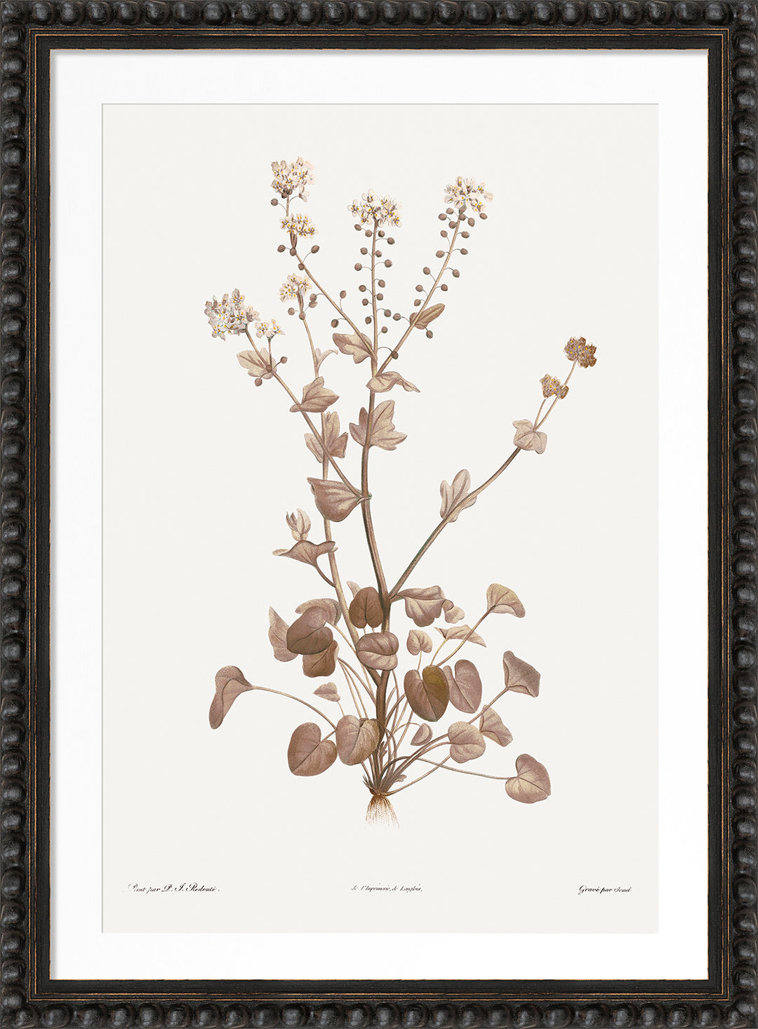 Neutral Botany II by Camelot Pictures framed neutral botanical artwork