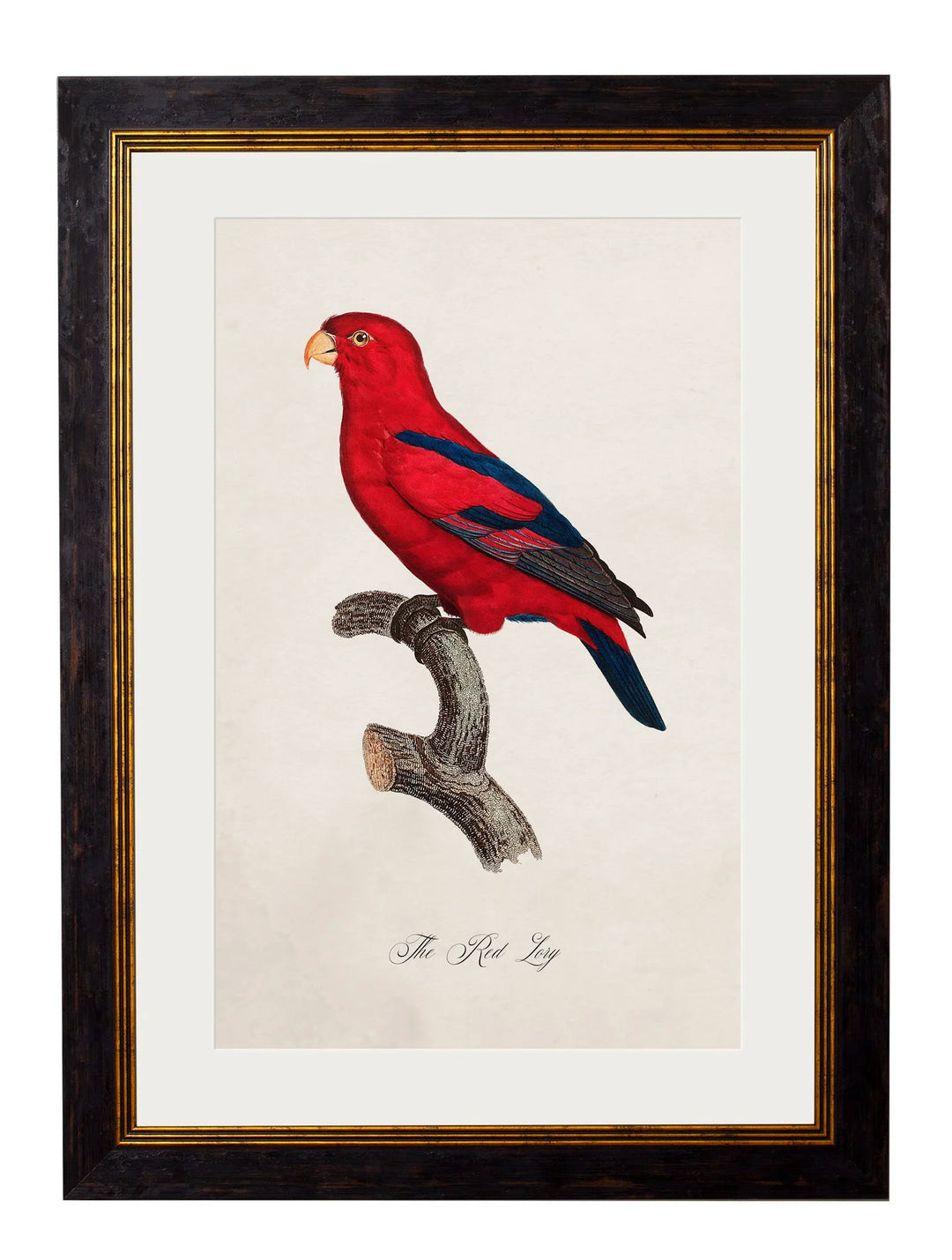 C.1800's Collection of Parrots Cancelled Order - TheArtistsQuarter