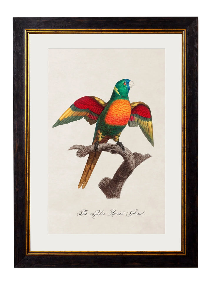 C.1800's Collection of Parrots Cancelled Order - TheArtistsQuarter