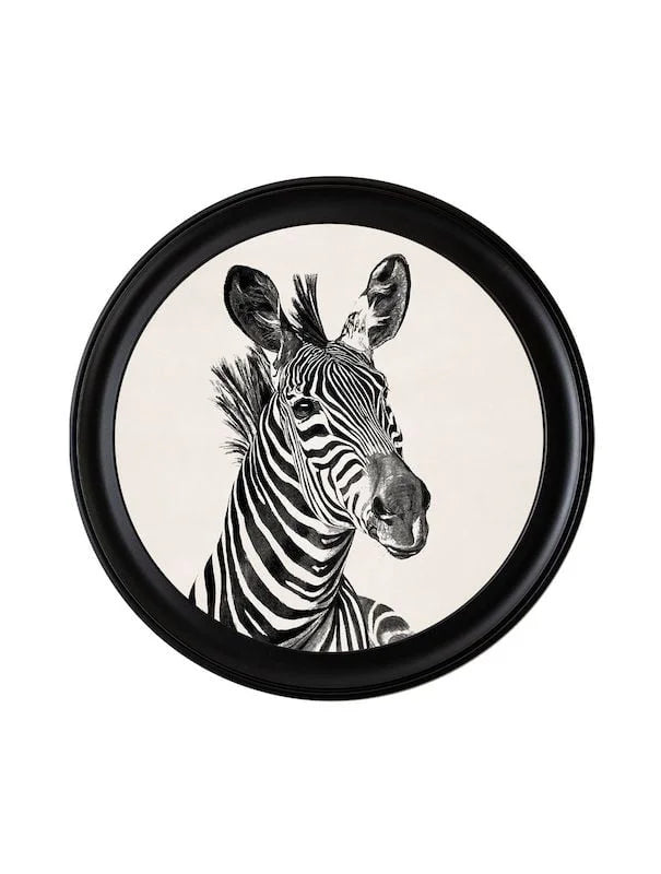 c1890 Zebra Illustrations in Round Frame