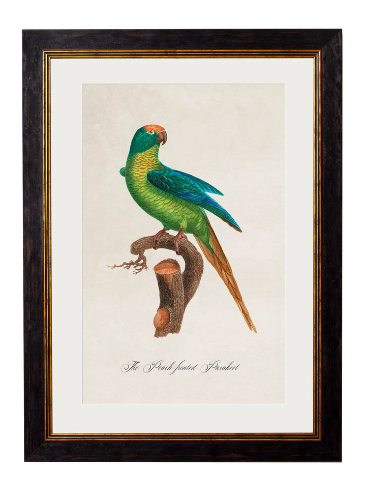 C.1800's Collection of Parrots Cancelled Order - TheArtistsQuarter