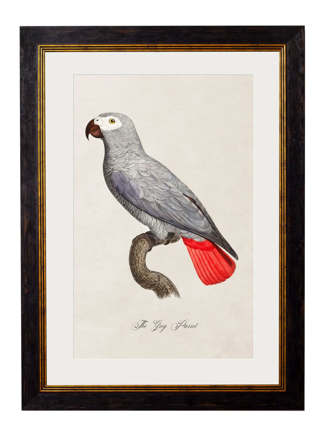 C.1800's Collection of Parrots Cancelled Order - TheArtistsQuarter