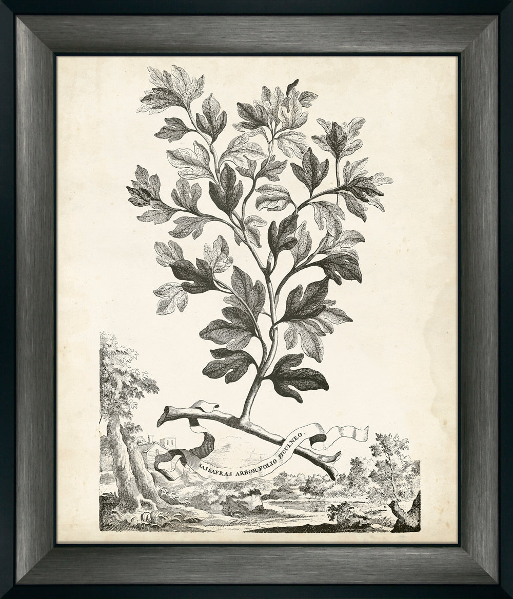 Scenic Botanical III by Abraham Munting framed botanical wall art