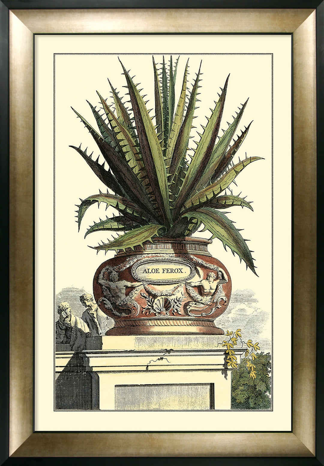 Antique Aloe I (Large) By Abraham Munting - TheArtistsQuarter