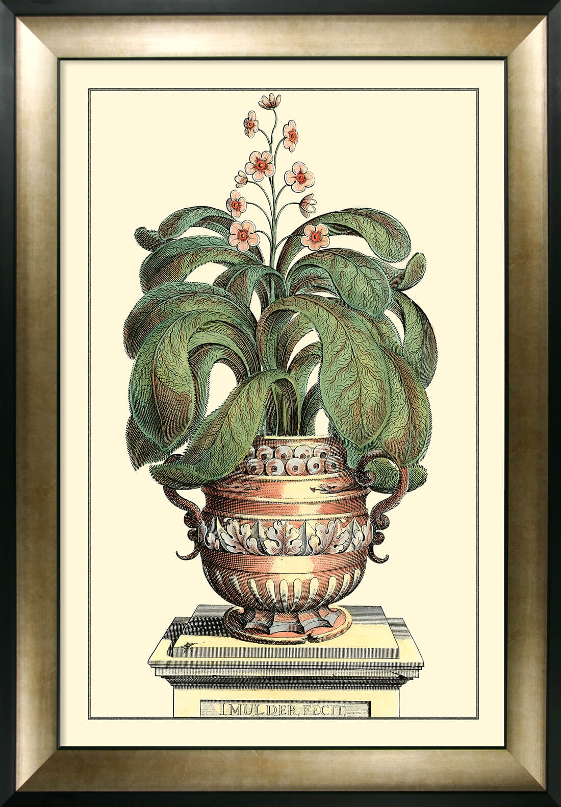 Antique Aloe II (Large) By Abraham Munting – The Artists Quarter