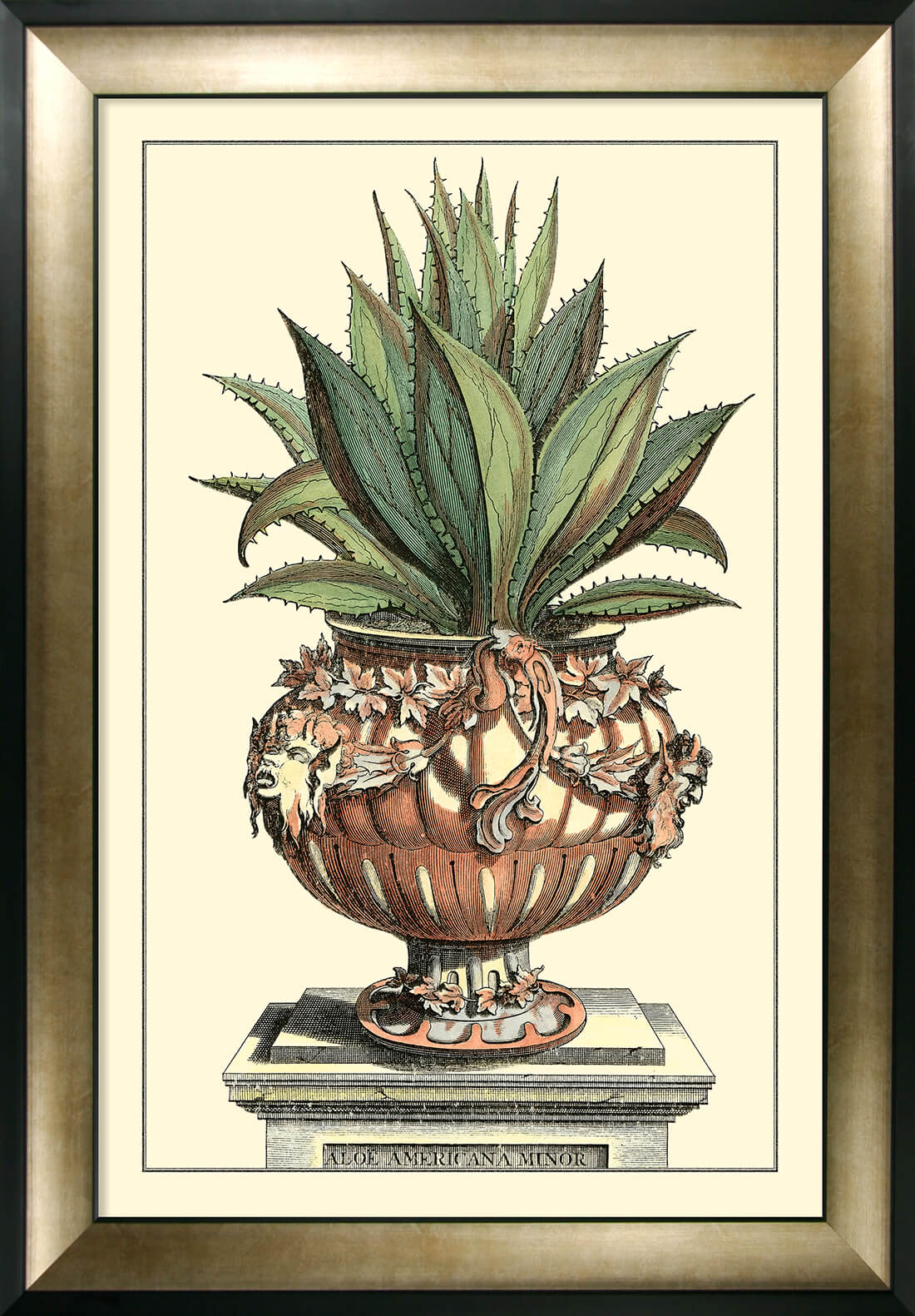 Antique Aloe IV (Large) Abraham Munting – The Artists Quarter