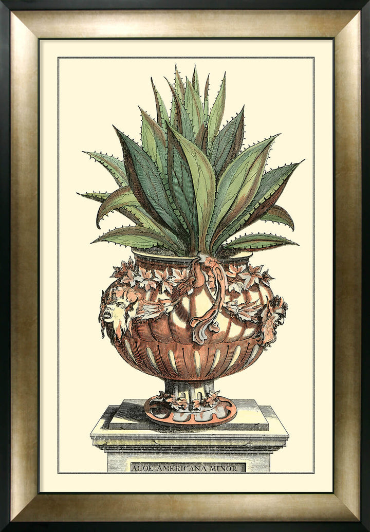 Antique Aloe IV (Large) Abraham Munting - TheArtistsQuarter