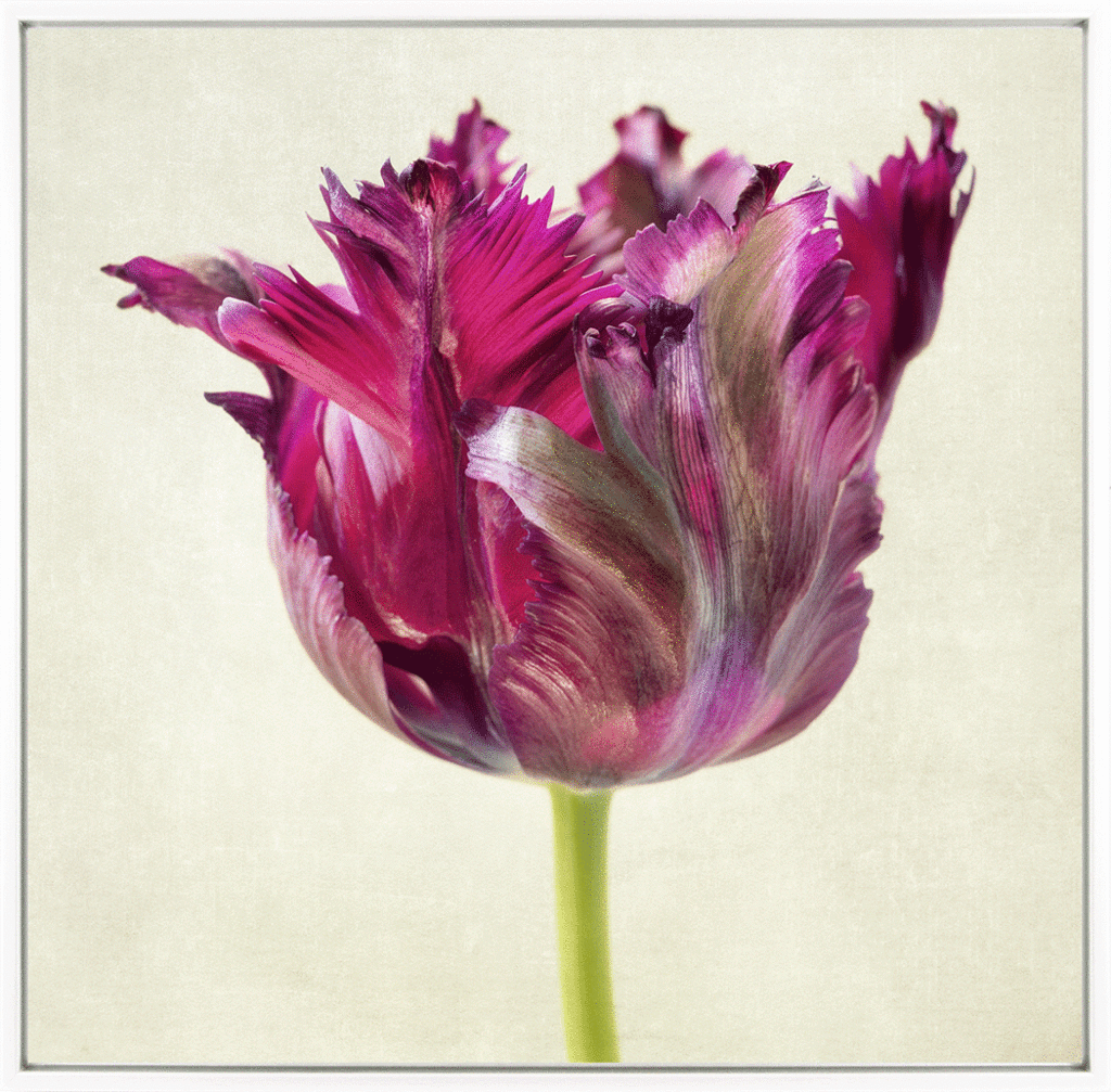 Parrot Tulip By Diane Poinski *NEW* - TheArtistsQuarter