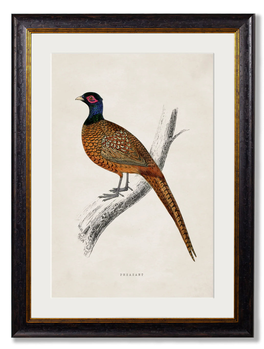 c.1850's Pheasant - TheArtistsQuarter