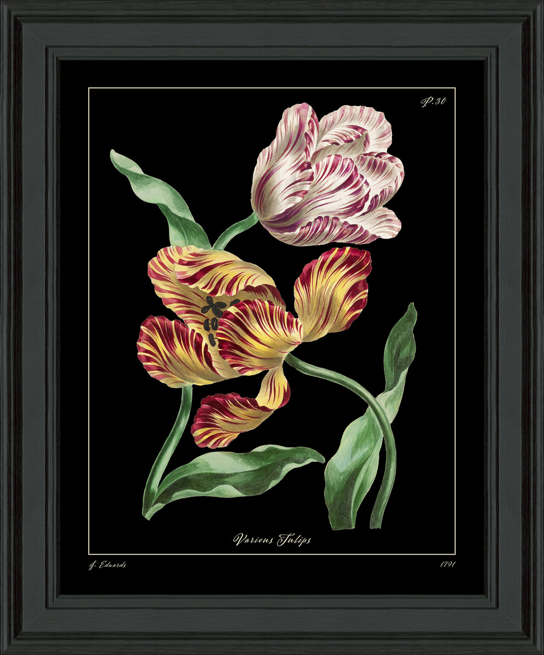 Tulips *NEW* - TheArtistsQuarter