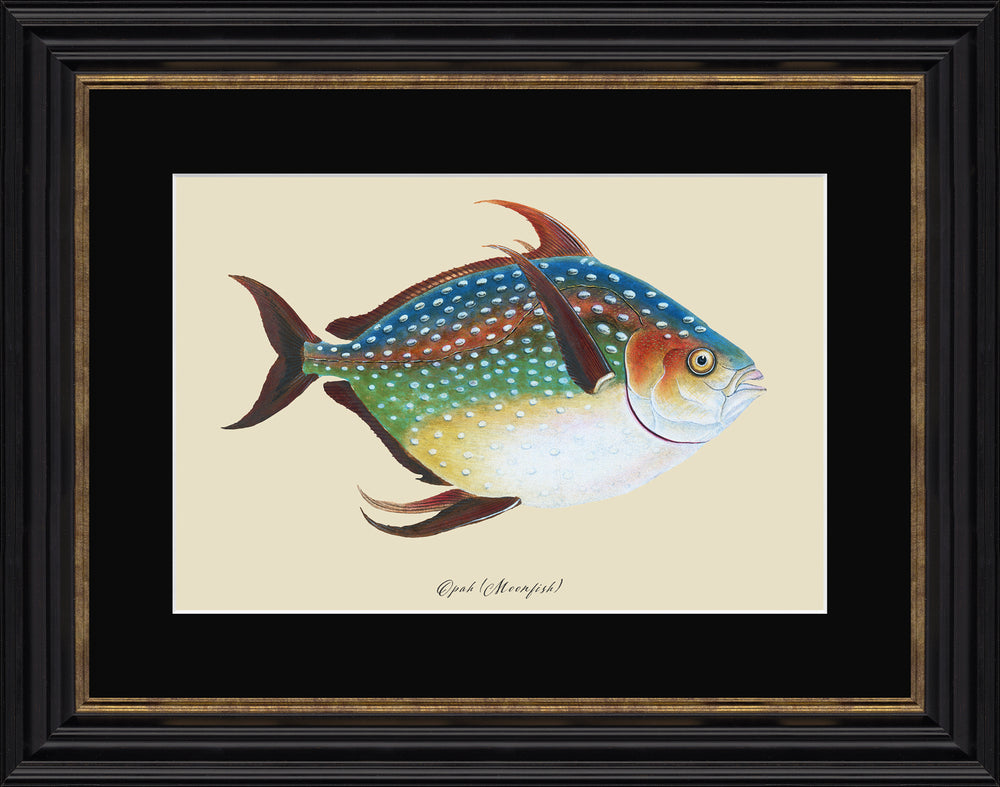 Opah Fish *NEW* - TheArtistsQuarter