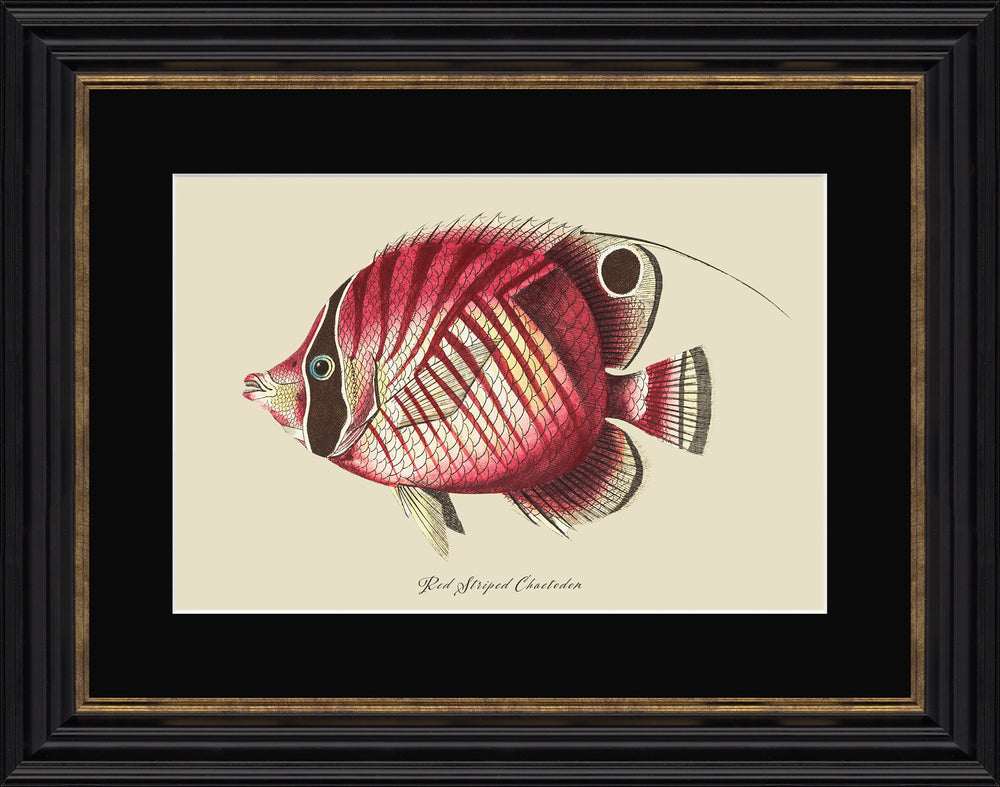 Red Striped Chaetodon Fish *NEW* - TheArtistsQuarter