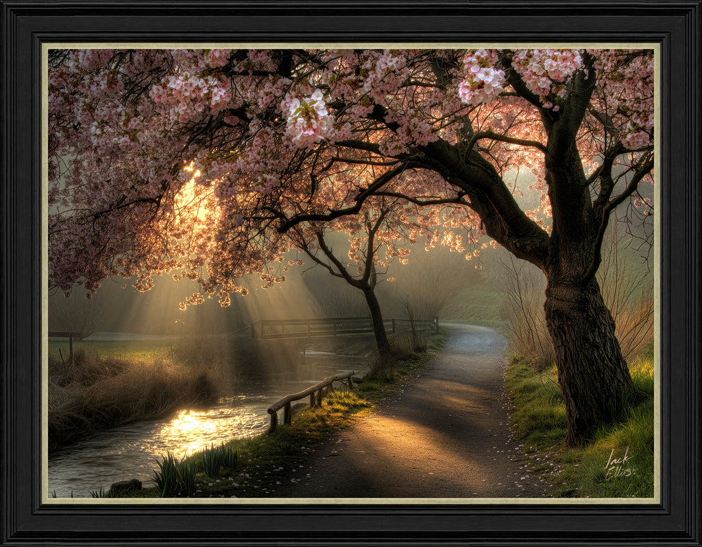 AK13054_Golden_Hour_Blossom_-