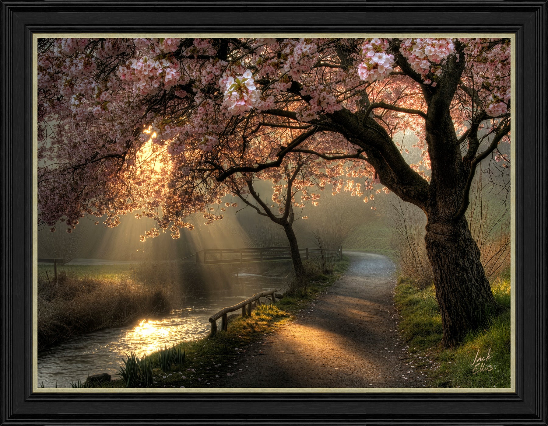 Golden Hour Blossom By Jack Ellis – The Artists Quarter