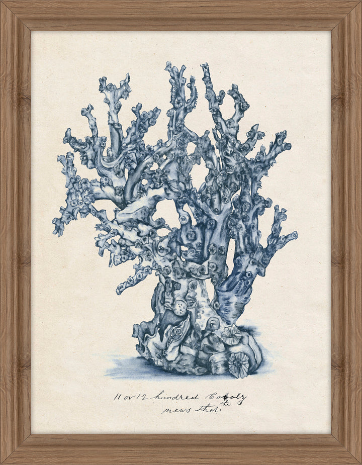Sea Coral Study II By Melissa Wang - TheArtistsQuarter