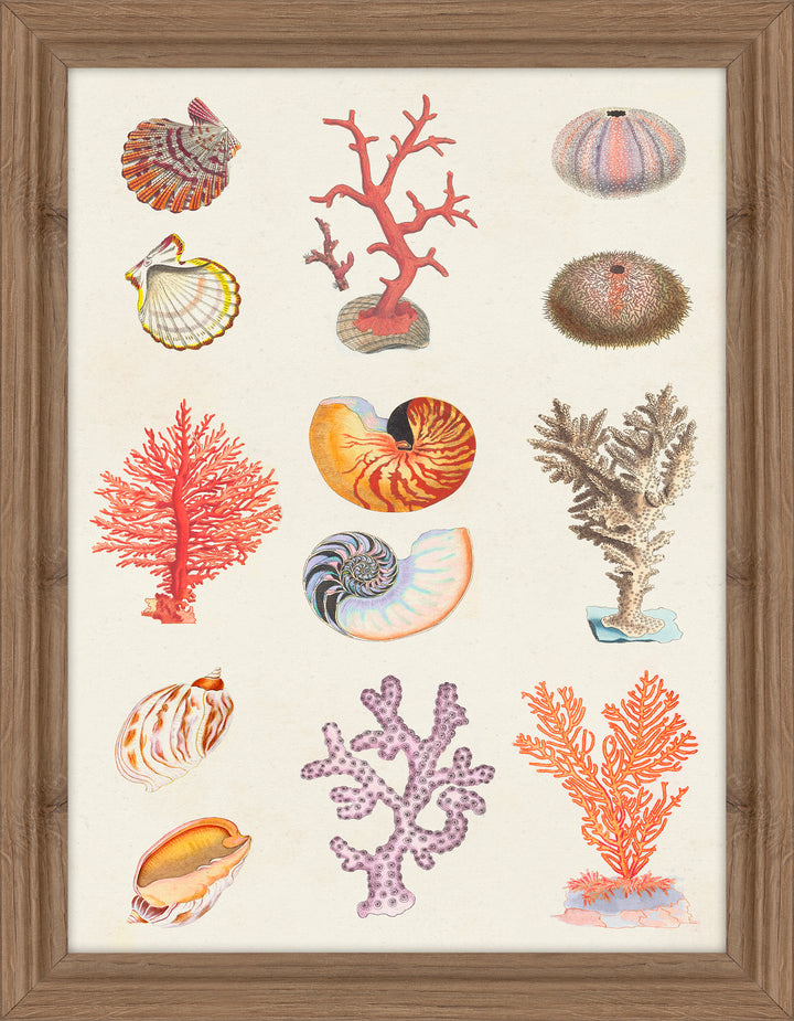 Coral and Shell Collage I By Vision Studio - TheArtistsQuarter