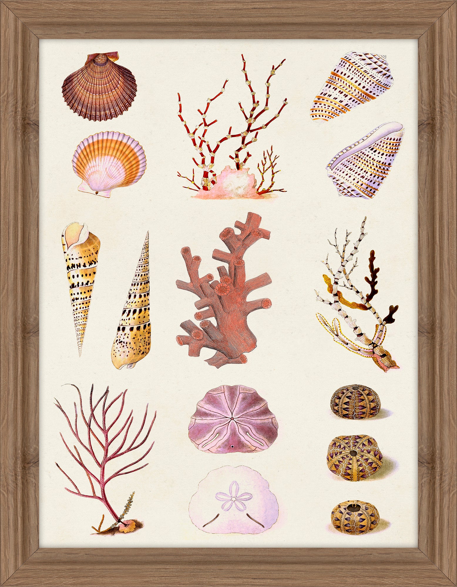 Coral and Shell Collage II By Vision Studio (Copy) – The Artists Quarter