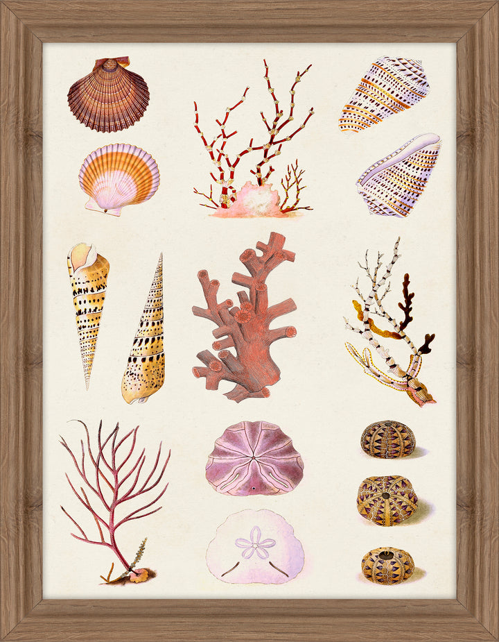 Coral and Shell Collage II By Vision Studio (Copy) - TheArtistsQuarter