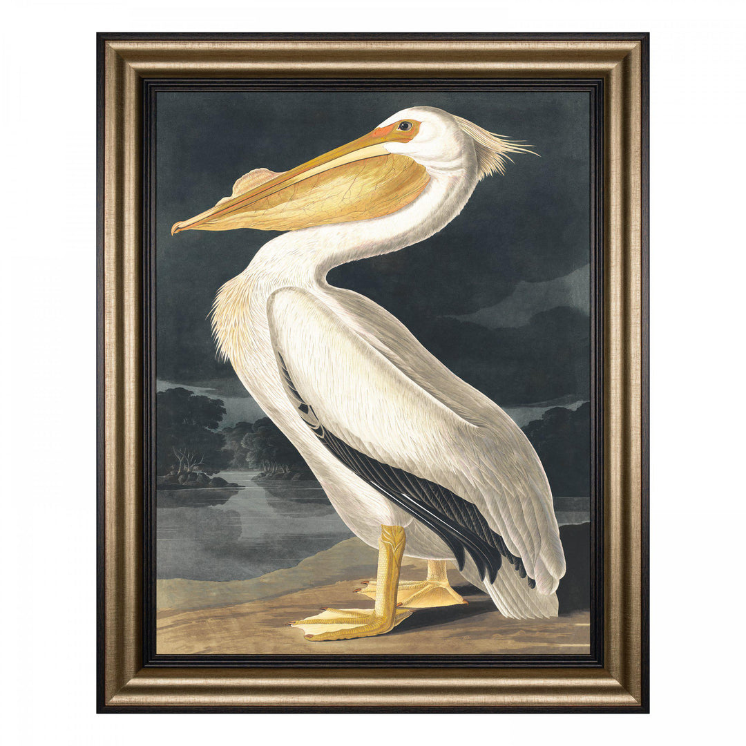 White Pelican By John James Audubon - TheArtistsQuarter