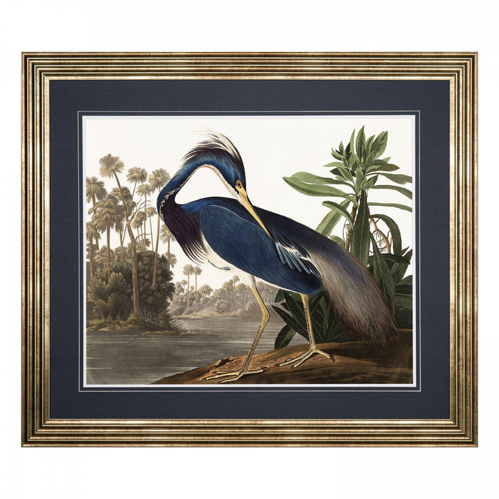 Louisiana Heron By John James Audubon - TheArtistsQuarter