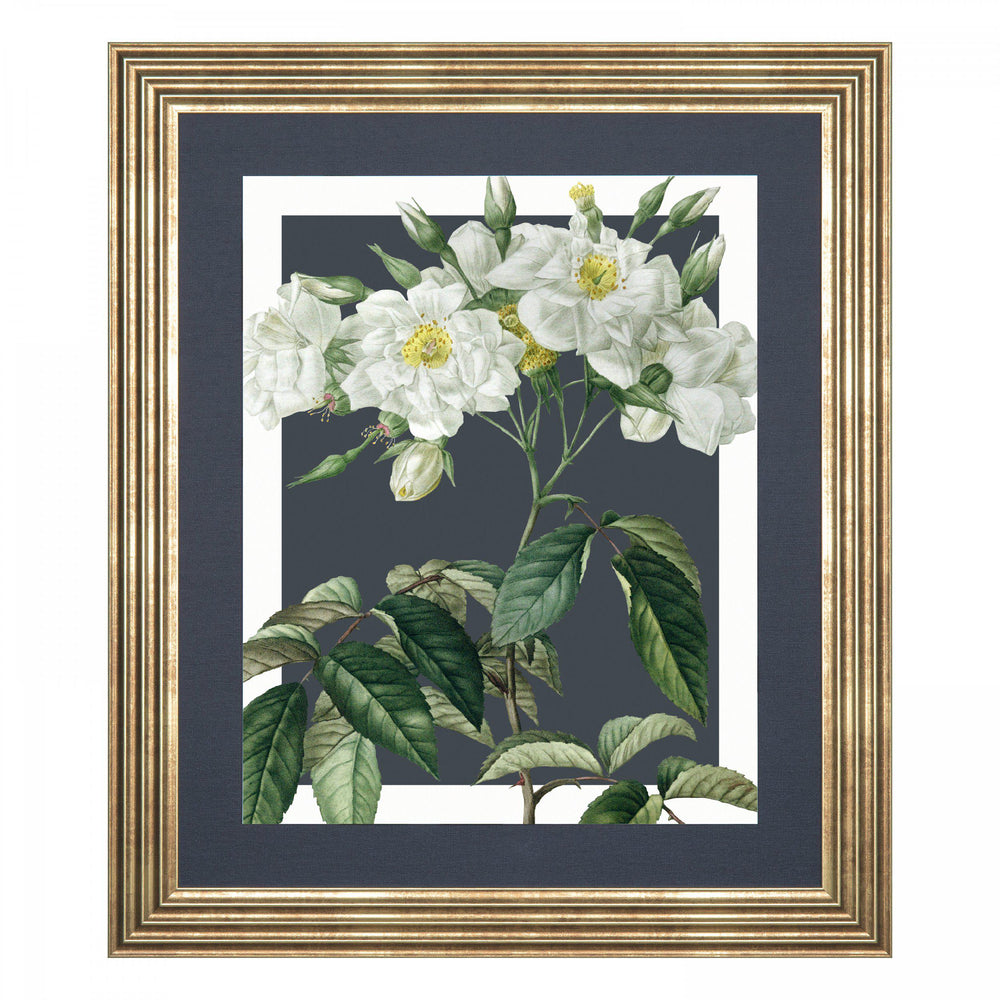 Rosa Moschata By Pierre-Joseph Redout - TheArtistsQuarter