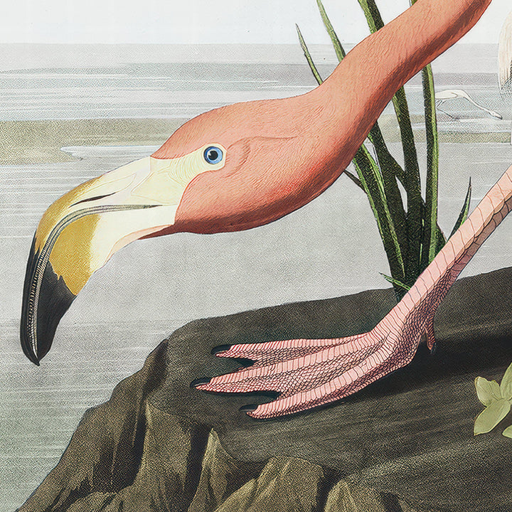 Vintage Flamingo By John James Audubon - TheArtistsQuarter