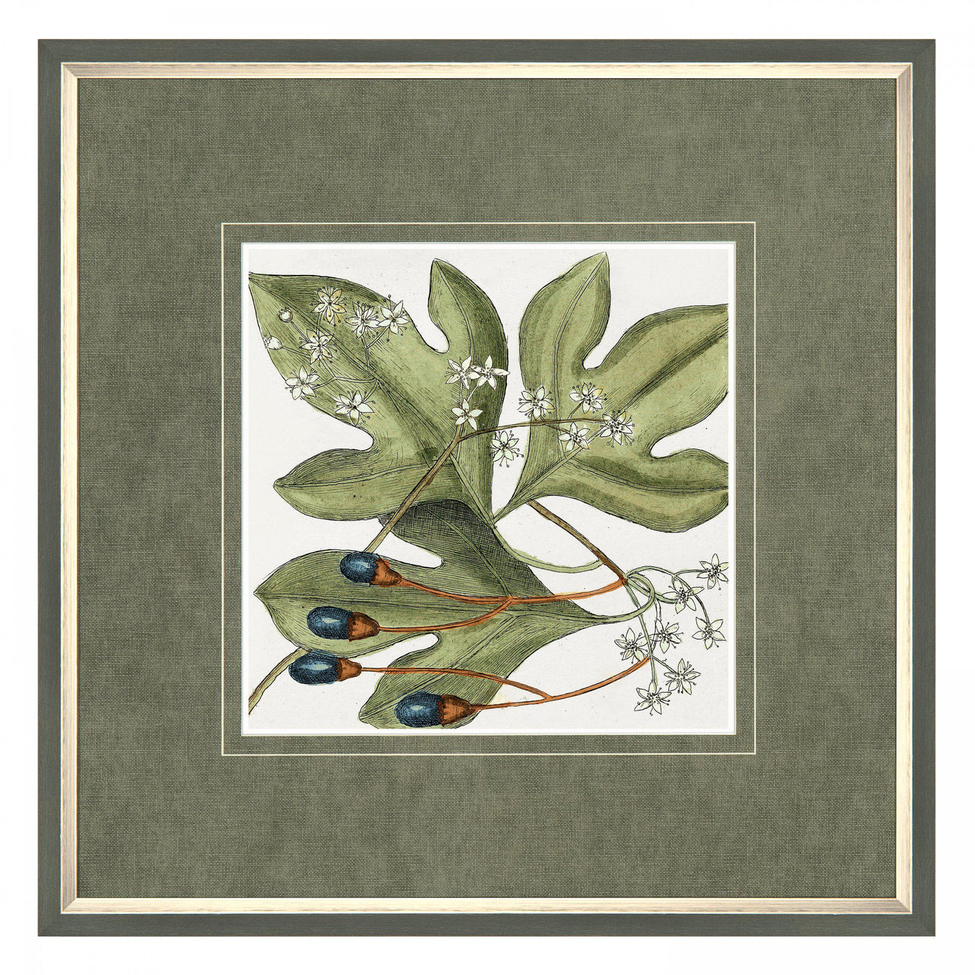 Botanical Beauty By Mark Catesby *NEW STOCK DUE LATE JUNE* - TheArtistsQuarter