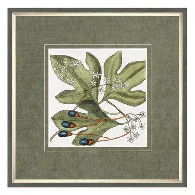 Botanical Beauty By Mark Catesby *NEW* - TheArtistsQuarter