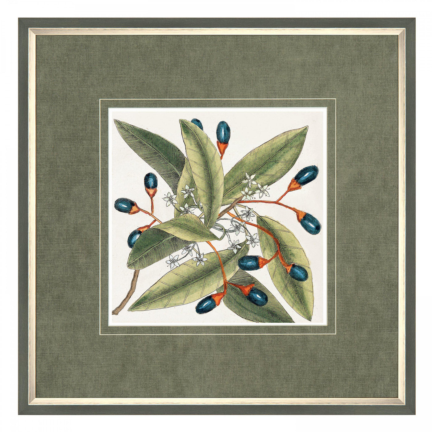 Botanical Style By Mark Catesby *NEW* - TheArtistsQuarter