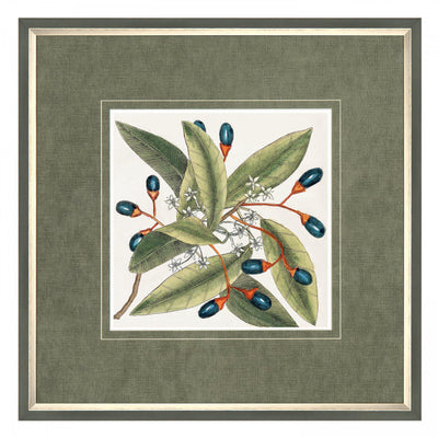 Botanical Style By Mark Catesby *NEW* - TheArtistsQuarter