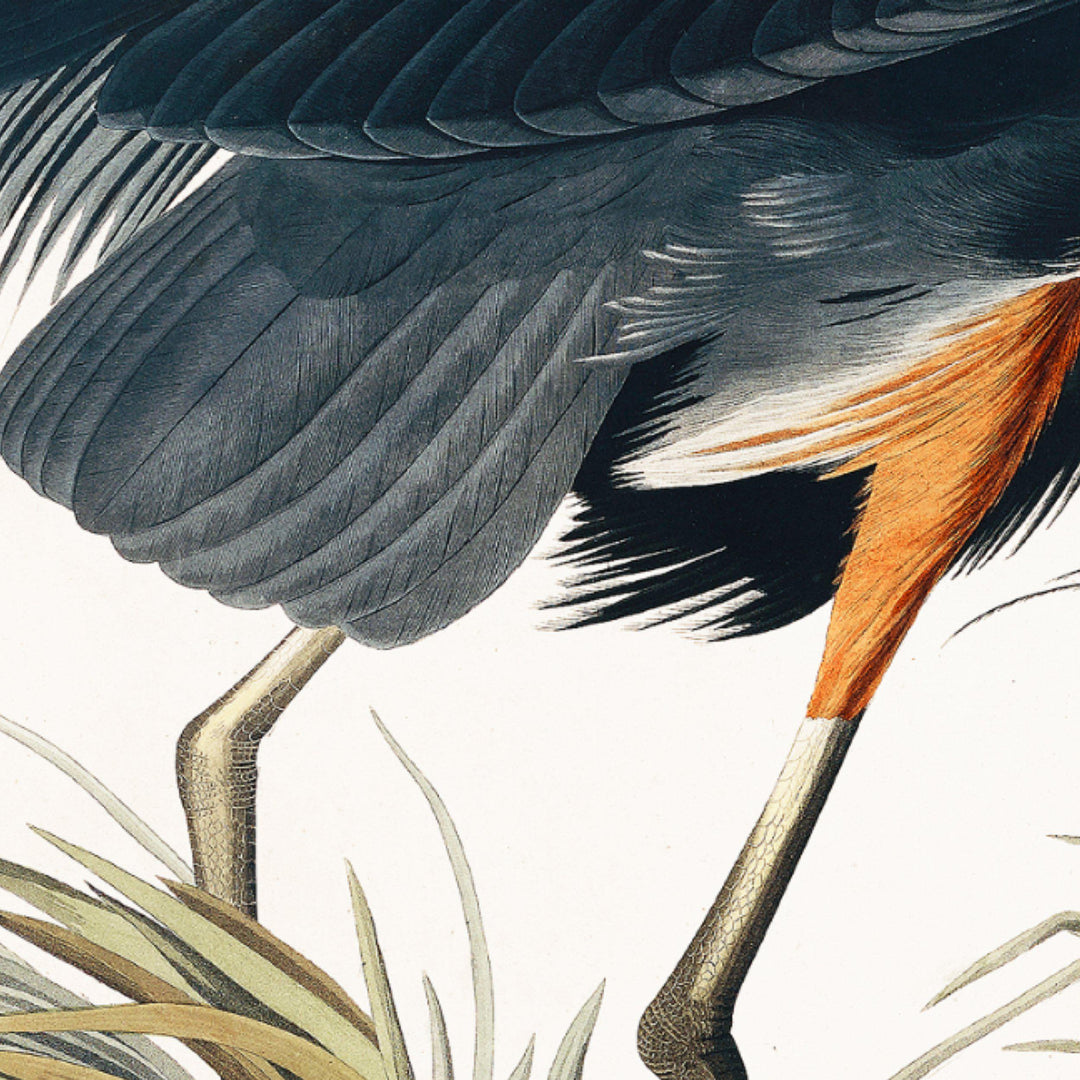 Vintage Blue Heron (Small) By John James Audubon - TheArtistsQuarter