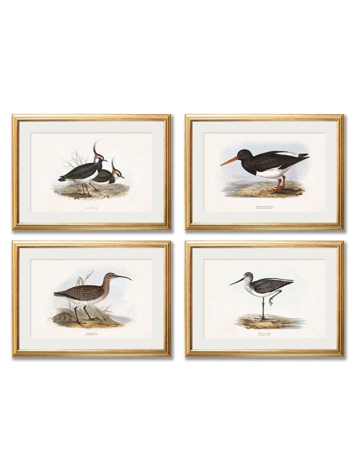 c.1837's British Coastal Birds - TheArtistsQuarter