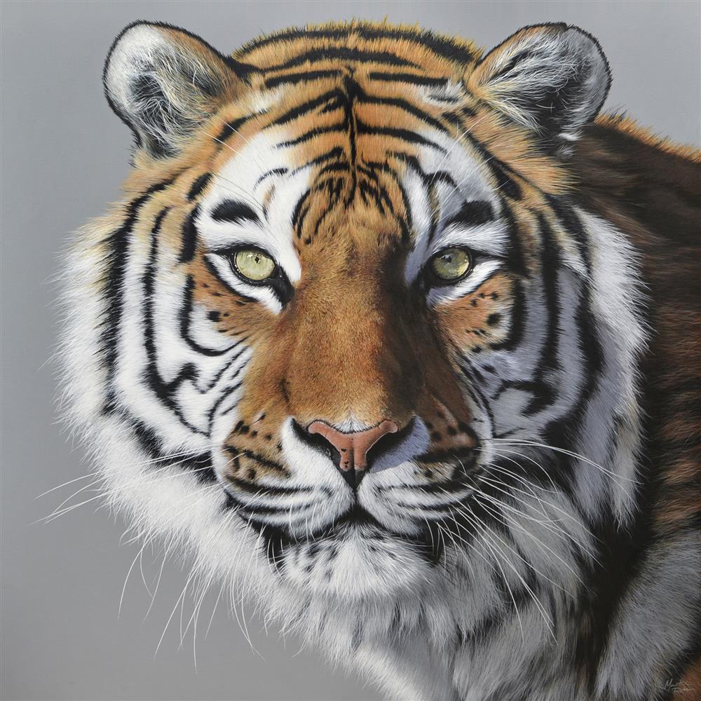 Martin Robson - Amur Tiger